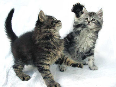 Kitten photo courtesy of Coonity Maine Coons
