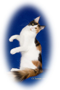 QGC Javacats Dyna Glide of Mymains